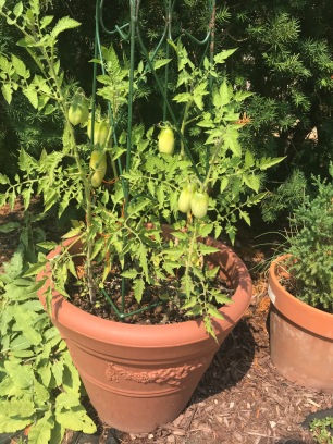 San Marzano tomatoes growing in a terracotta pot outdoors.