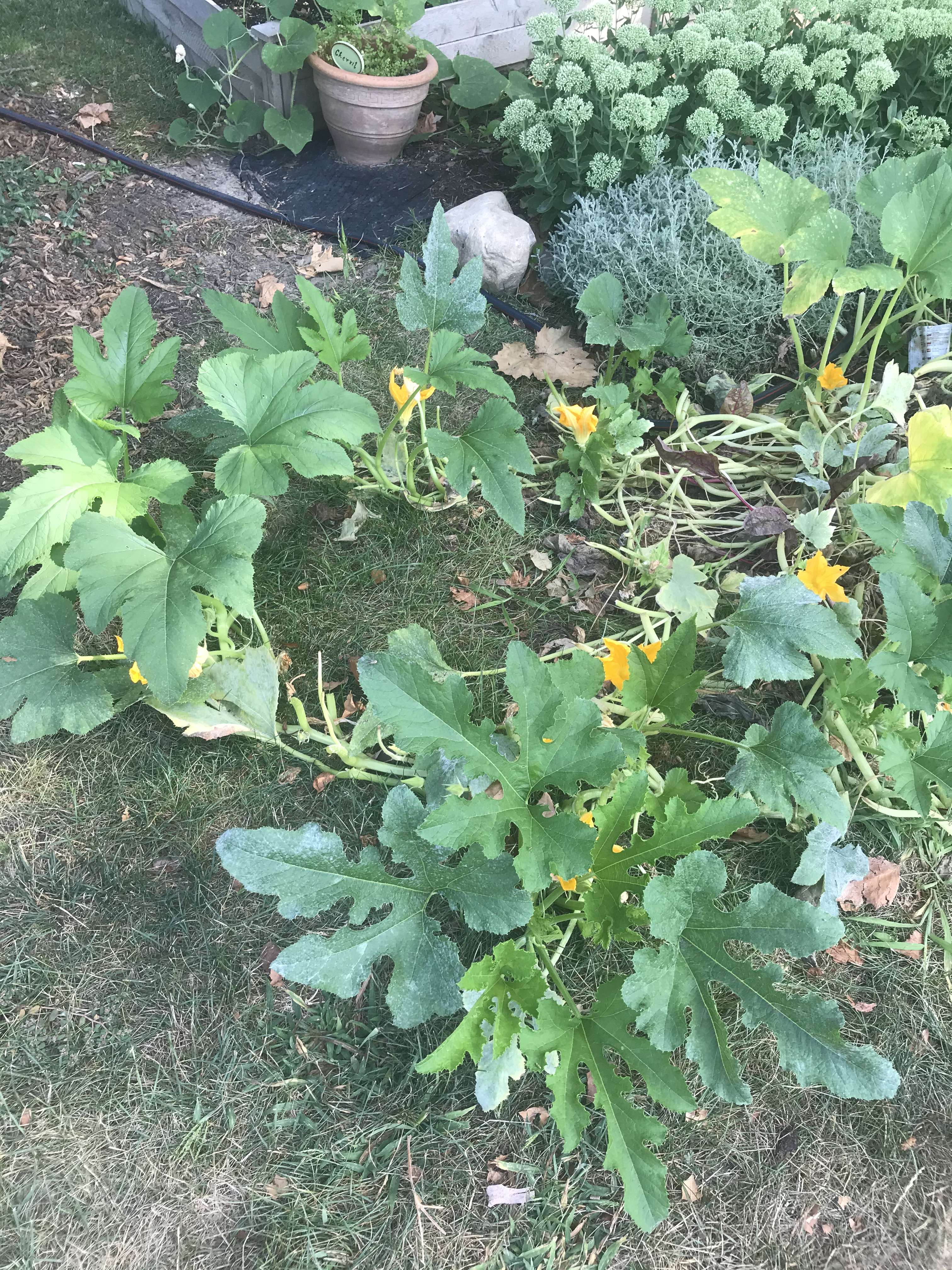 Late summer zucchini plants have healthy, large, leaves, but are growing outside of the garden.