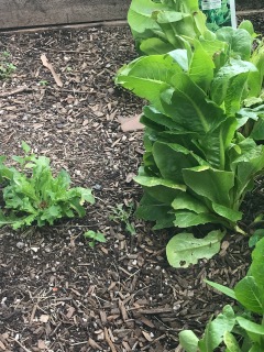 Regrowing curly leaf lettuce