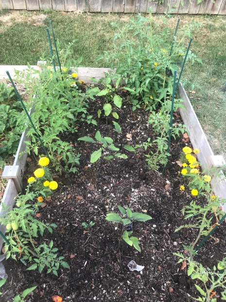 raised garden bed shows San Marzano tomato plants in the perimeter, with the larger plants in the back of the image. Marigolds in the perimeter and eggplant plants in the center.