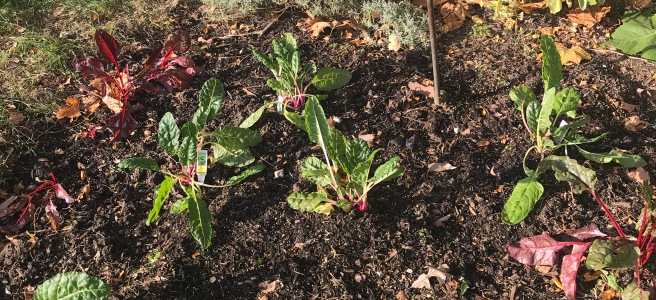 oval plot of swiss chard plants growing after zucchini have been removed