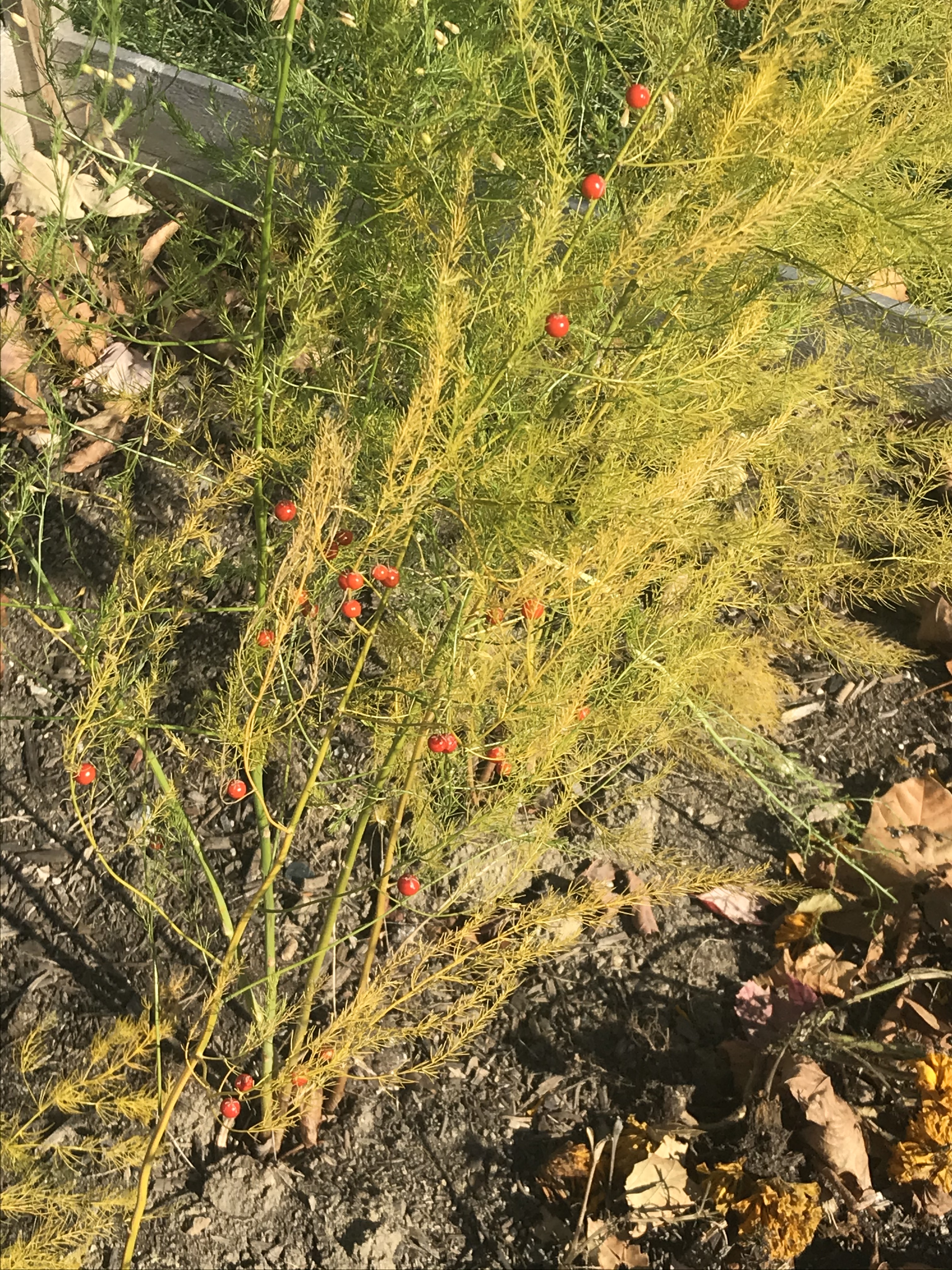 Close up of a fern-like asparagus plant with red berries