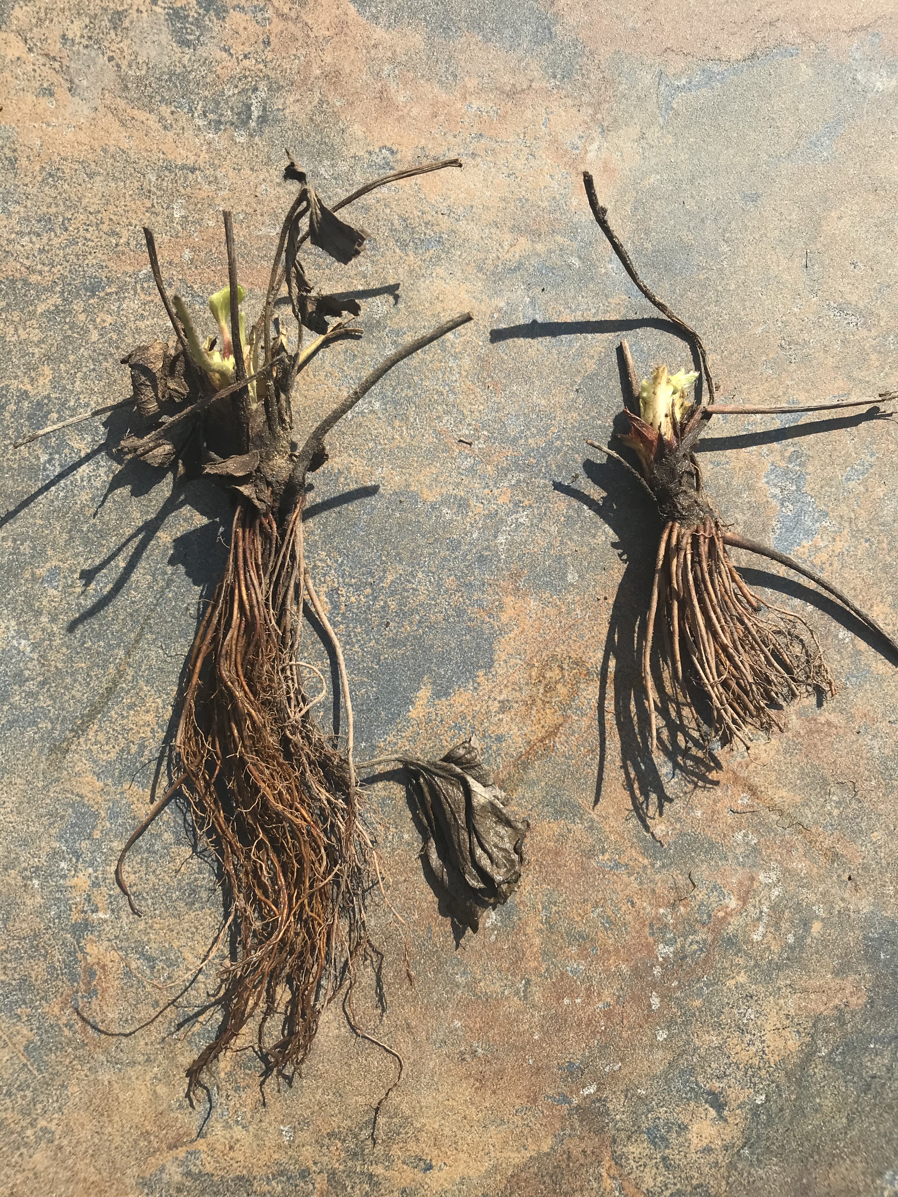 Bare root strawberries as they are sold on the left, demonstrating their long roots and a second image of the roots trimmed and ready to plant.